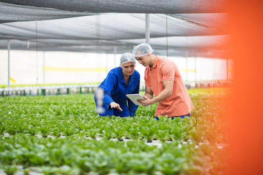 Greenhouse workers inspecting plants, using digital tablet