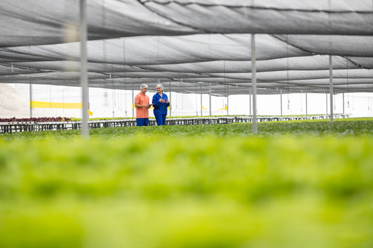 Workers in greenhouse inspecting plants - Powered by Adobe