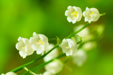 White lily of the valley blooms in the forest in spring.