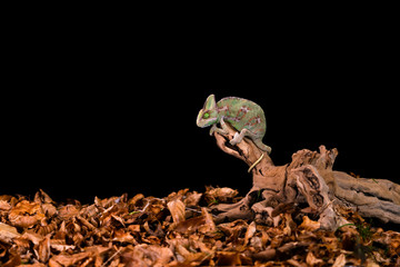 Yemen chameleon or Veiled chameleon (Chamaeleo calyptratus) on wooden branch - closeup with selective focus. Black background.