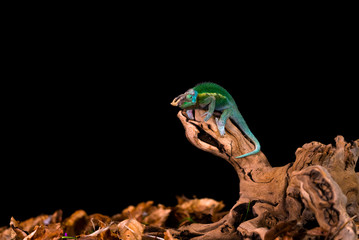 Rhinoceros chameleon (Furcifer rhinoceratus) on wooden branch - closeup with selective focus. Black backgound.