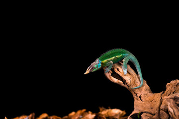 Rhinoceros chameleon (Furcifer rhinoceratus) on wooden branch - closeup with selective focus. Black backgound.
