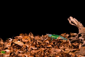 Rhinoceros chameleon (Furcifer rhinoceratus) - closeup with selective focus. Black backgound.