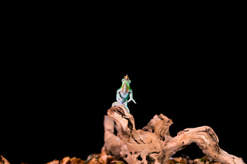 Rhinoceros chameleon (Furcifer rhinoceratus) on wooden branch - closeup with selective focus. Black backgound. © beataaldridge