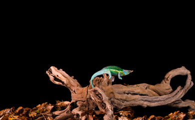Rhinoceros chameleon (Furcifer rhinoceratus) on wooden branch - closeup with selective focus. Black backgound.