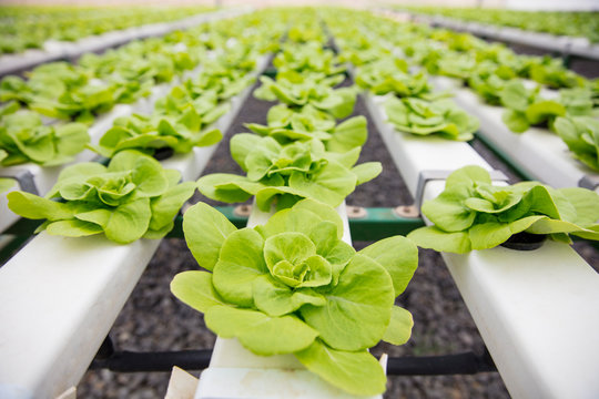 Vegetables growing in greenhouse