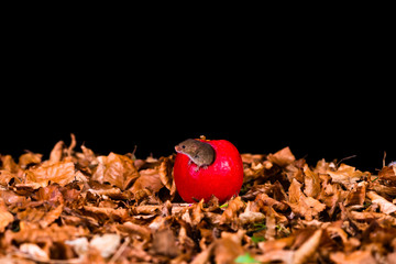 Eurasian harvest mouse (Micromys minutus) sitting in red apple - closeup with selective focus