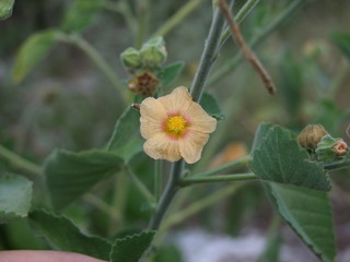 Primer plano de la flor de una Malvaceae