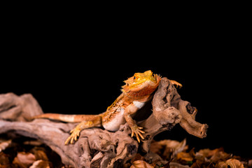 Bearded dragon (Pogona) on wooden branch - closeup with selective focus, Black background