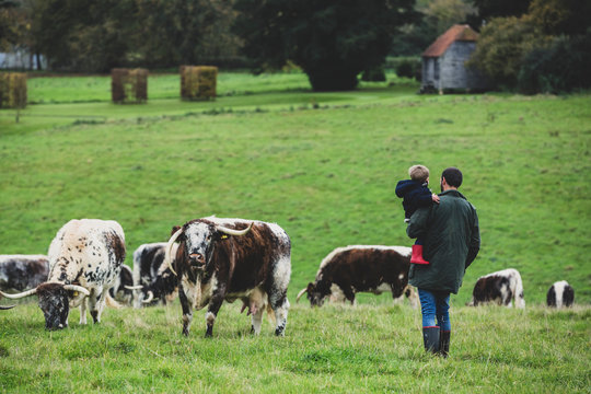 Man carrying young boy standing on a pasture, with English Longhorn cows in the background.