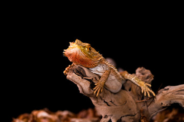 Bearded dragon (Pogona) on wooden branch - closeup with selective focus, Black background