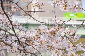 街路樹の桜