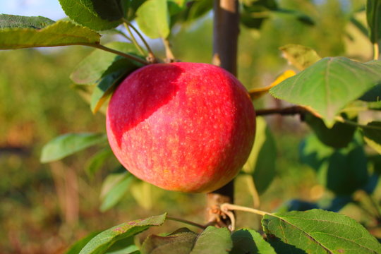 apple ripe on tree summer