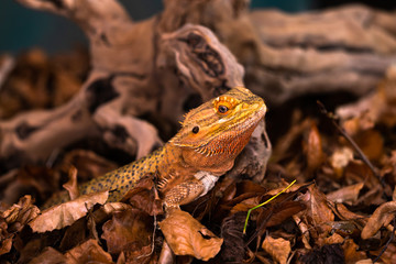Bearded dragon (Pogona) - closeup with selective focus