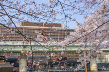 街路樹の桜