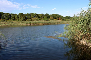 lake reed forest