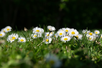 Nature,flowers,environment,parks and spring concept: white wild daisies on a spring green meadow.