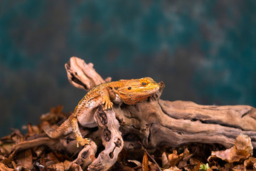 Bearded dragon (Pogona) on wooden branch - closeup with selective focus