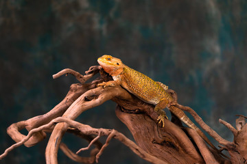 Bearded dragon (Pogona) on wooden branch - closeup with selective focus