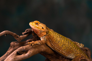 Bearded dragon (Pogona) on wooden branch - closeup with selective focus