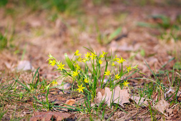 Grass and flowers as a primrose in spring