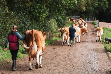 Young woman driving herd of Guernsey cows along a rural road. ,Dairy Farm
