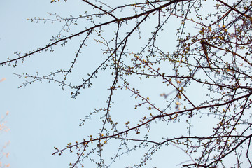 The branches against sky in spring