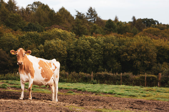 Piebald red and white Guernsey cow on a pasture.,Dairy Farm
