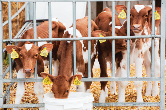 Group of Guernsey calves in a metal pen on a farm.,Dairy Farm