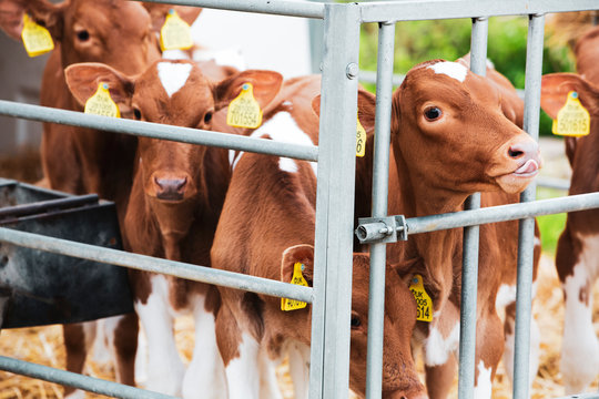 Group of Guernsey calves in a metal pen on a farm.,Dairy Farm