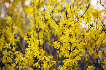 Yellow flowers in spring or summer