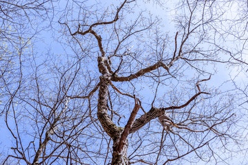 Looking towards heaven through a tree