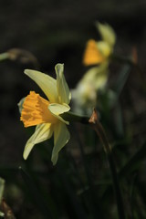 Narcissus flower illuminated by sunlight.