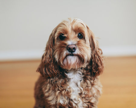A cockapoo mixed breed dog, a cocker spaniel poodle cross, a family pet with brown curly coat,Cockapoo mixed breed dog