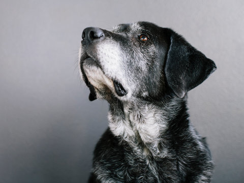 A mixed breed dog with a black coat, a therapy dog, a mixed breed of Great Pyrennean mountain dog and Anatolian Shepherd dog. ,Mature mixed breed dog