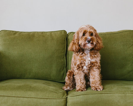 A cockapoo mixed breed dog, a cocker spaniel poodle cross, a family pet with brown curly coat sitting on a chair,Cockapoo mixed breed dog