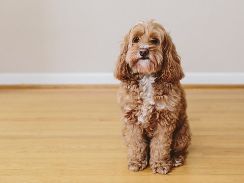 A cockapoo mixed breed dog, a cocker spaniel poodle cross, a family pet with brown curly coat,Cockapoo mixed breed dog