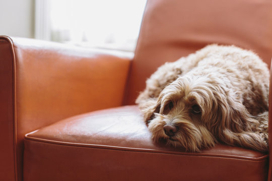 A cockapoo mixed breed dog, a cocker spaniel poodle cross, a family pet with brown curly coat lying on a brown leather chair.,Cockapoo mixed breed dog
