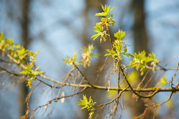 The branches with young leaves and flowers in spring