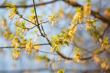 The branches with young leaves and flowers in spring