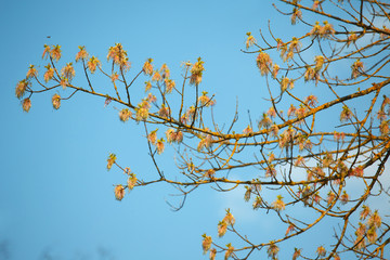 The branches with flowers and leaves against sky in spring