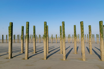 Sea and seafood concept:  long row of poles for mussel farms on the beach of the North Sea.