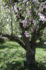 Rosaweiße Kirschblüte