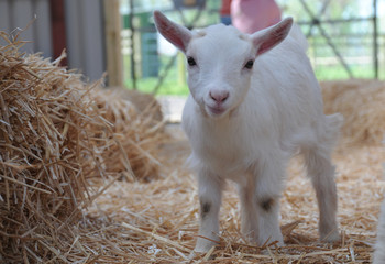 A baby pygmy goat