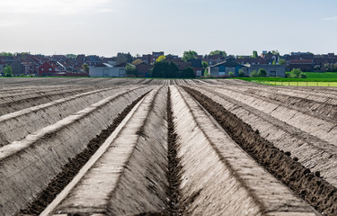  Field, farm, cultivation and agricultural concept: view of a plowed field on the farm, prepared for planting vegetables.