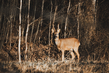Naklejka na ściany i meble Deer standing on a field at sunset.