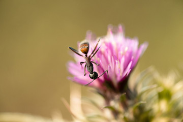 Formiga em flor purpura 