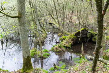  Old dry tree fallen in flooded forest and blossoming buds of young plants during spring time.