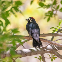 Acorn woodpecker in Madera Canyon, Arizona