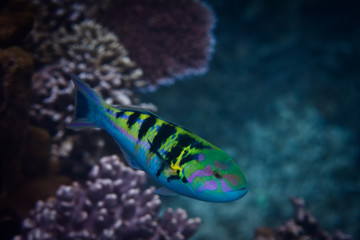 Fisch